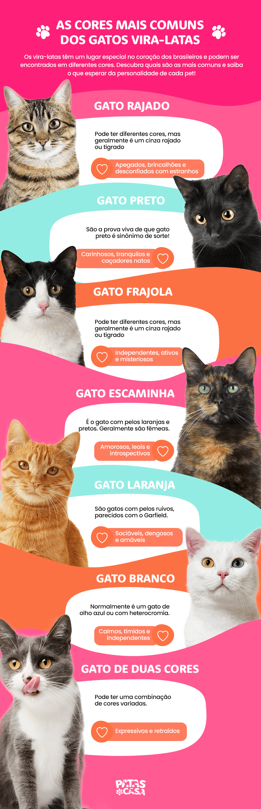 Gatos Vira Latas As Cores Mais Comuns Infogr Fico